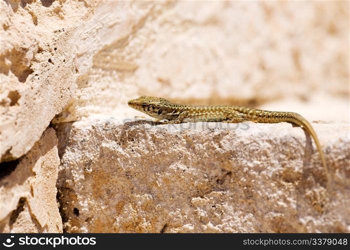 Maltese wall lizard