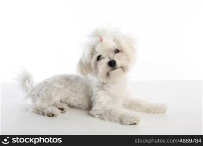 Maltichon puppy also Bichon Maltese doggy on white background