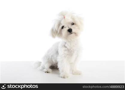 Maltichon puppy also Bichon Maltese doggy on white background