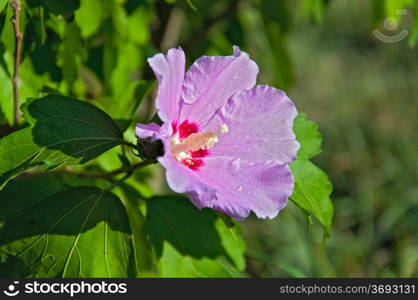 Malva flower of a pink color. Closeup.