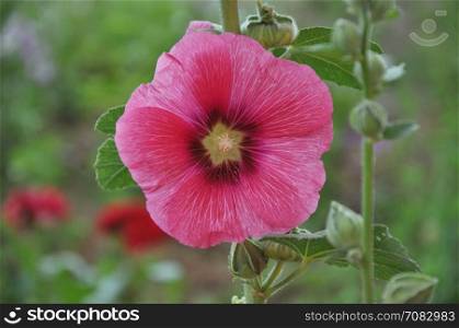 Malva Flower Pink color in spring morning