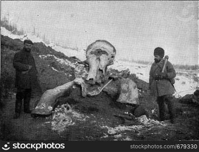 Mammoth carcass exhumed in Siberia in the spring of 1902 by the expedition sent by the Russian Academy of Sciences, vintage engraved illustration. From the Universe and Humanity, 1910.