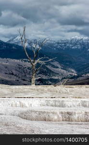 Mammoth Hot Springs