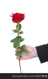 Man&acute;s hand holding a red rose on white background