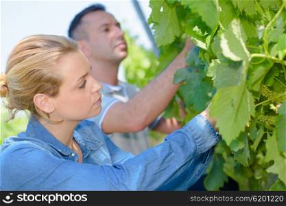 Man and woman assessing grapes on the vine