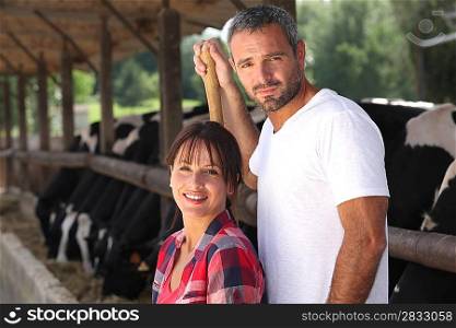 man and woman farmers taking care of their cattle