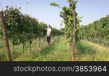 Man at work as farmer checking grapes and leaves for pests in a vineyards, Franciacorta region, Rovato, Brescia, Italy