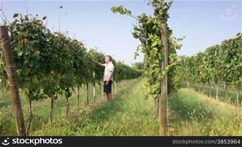 Man at work as farmer checking grapes and leaves for pests in a vineyards, Franciacorta region, Rovato, Brescia, Italy