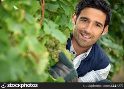 Man behind bunches of grapes in vineyard