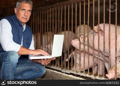 man breeding pigs