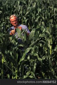 Man Checking Corn Plants