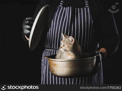 man chef in a striped blue apron holds an aluminum cauldron in his hand, a cute funny Scottish straight-eared kitten sits inside, black background