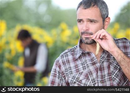 Man chewing piece of straw in a field of sunflowers