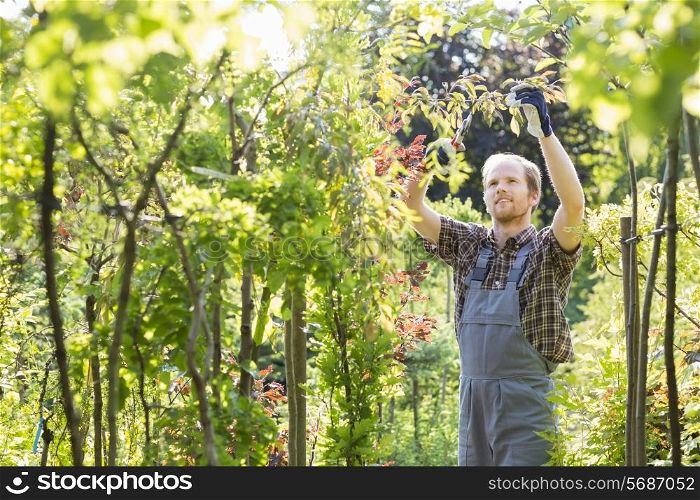 Man clipping branch in garden