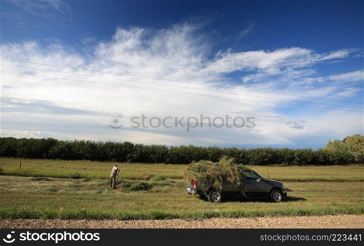 Man collecting hay from ditch