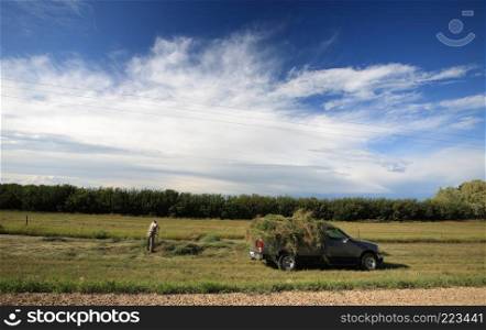 Man collecting hay from ditch