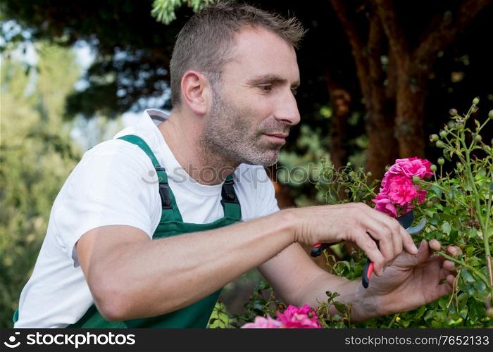 man cutting flowers in backyard