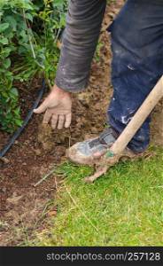 Man digs a hole to plant a tree.