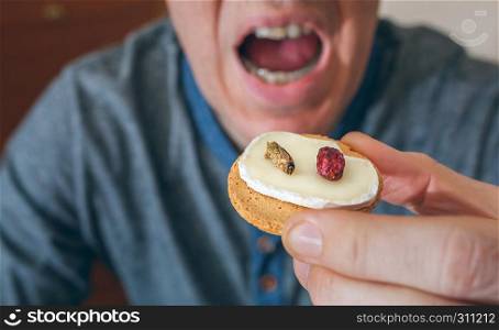 Man eating a crickets and cheese canape. Man eating crickets canape