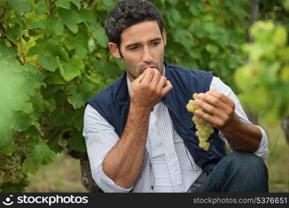 Man eating grapes in a vineyard