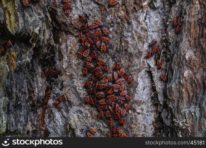 Man-faced bugs on a old larch bark