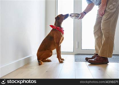 Man feeding dog
