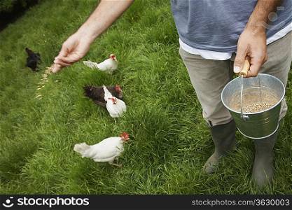 Man feeding hens in garden, low section, elevated view