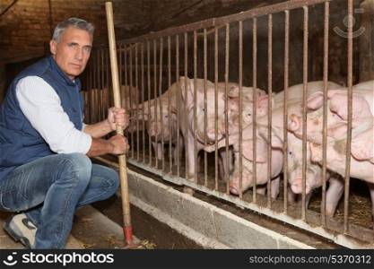 Man feeding pigs
