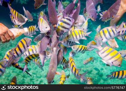 Man feeds the tropical fish under water.Ocean coral reef. Warning - authentic shooting underwater in challenging conditions. A little bit grain and maybe blurred.