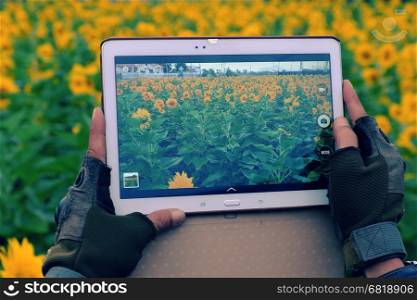 Man hand take photo by tablet at sunflower field of Dalat countryside, yellow flower bloom vibrant, a beautiful place for Da Lat travel in summer