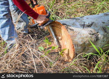 Man hands cutting trunk saws tree with chainsaw woodcutter for sawmill