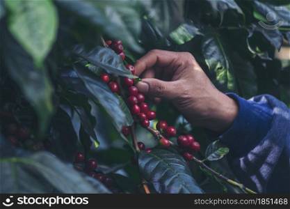 Man Hands harvest coffee bean ripe Red berries plant fresh seed coffee tree growth in green eco organic farm. Close up hands harvest red ripe coffee seed robusta arabica berry harvesting coffee farm
