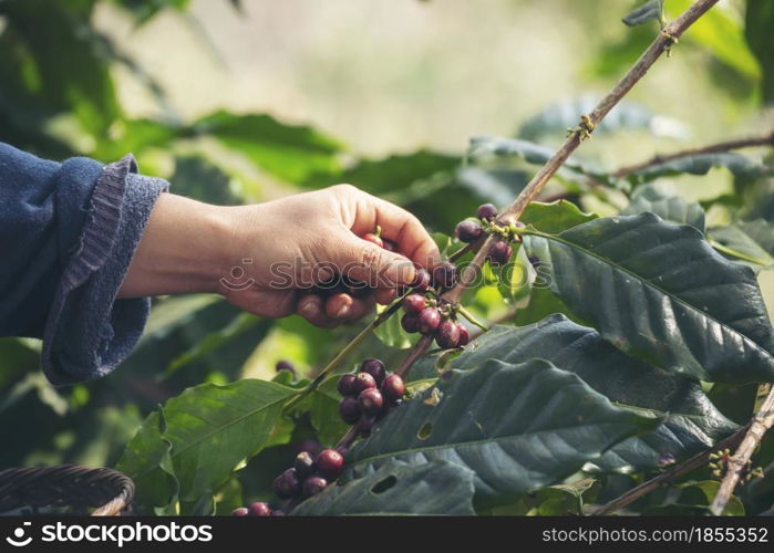 Man Hands harvest coffee bean ripe Red berries plant fresh seed coffee tree growth in green eco organic farm. Close up hands harvest red ripe coffee seed robusta arabica berry harvesting coffee farm