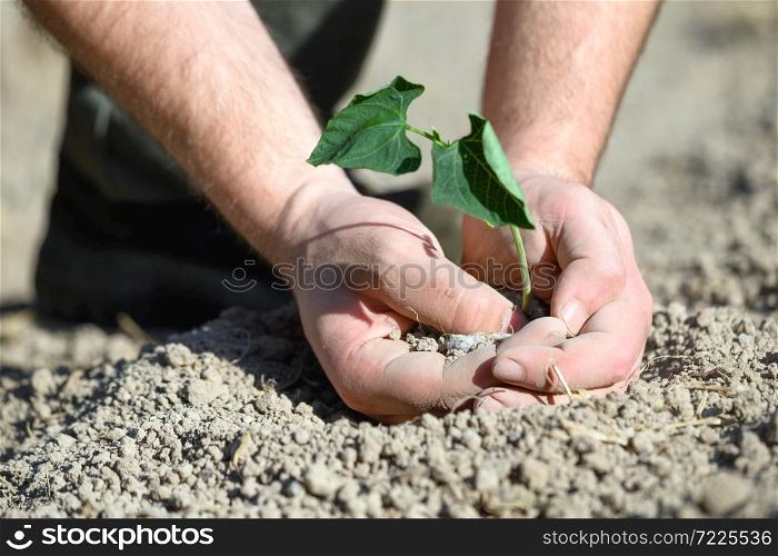 Man hands, holding seed tree for planting into soil. High quality photo. Man hands, holding seed tree for planting into soil.