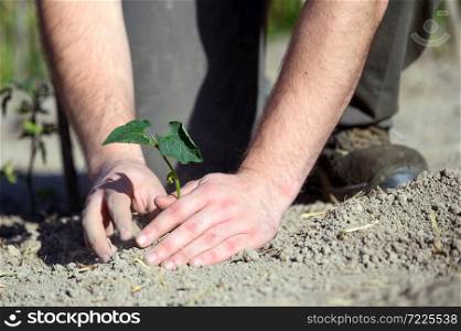 Man hands, holding seed tree for planting into soil. High quality photo. Man hands, holding seed tree for planting into soil.