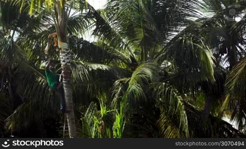 Man hanging high on the palm cutting down its branches with big knife