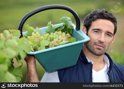 Man harvesting grapes