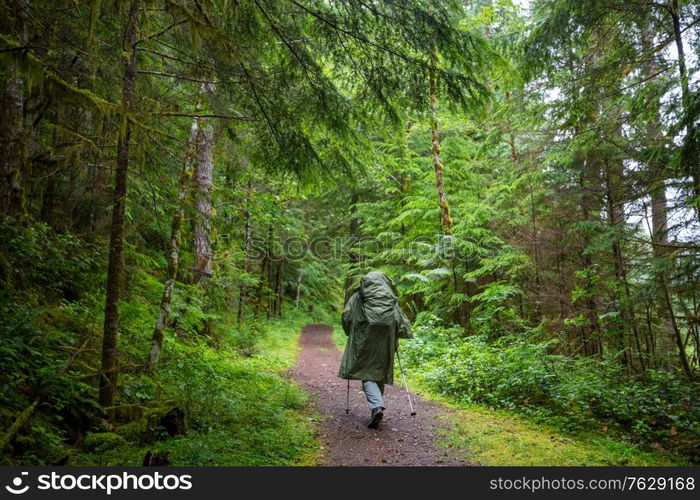 Man hiking bay the trail in the forest.Nature leisure hike travel outdoor