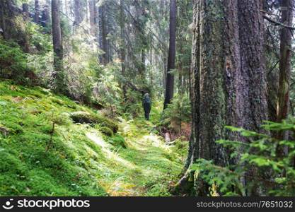 Man hiking bay the trail in the forest.Nature leisure hike travel outdoor