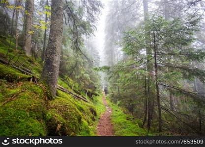 Man hiking bay the trail in the forest.Nature leisure hike travel outdoor