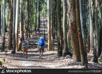 Man hiking bay the trail in the forest.Nature leisure hike travel outdoor