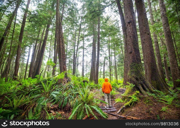 Man hiking bay the trail in the forest.Nature leisure hike travel outdoor