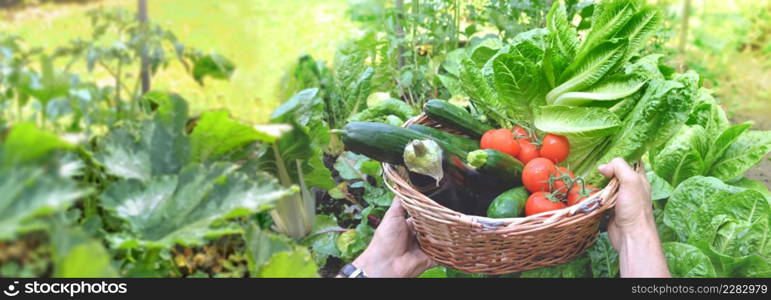 man holding a basket filled with freshly picked seasonal vegetables in the garden. fresh vegetables in a wicker basket held by a gardener