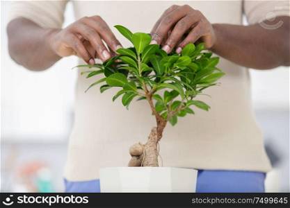 man holding a bonsai tree in his hands