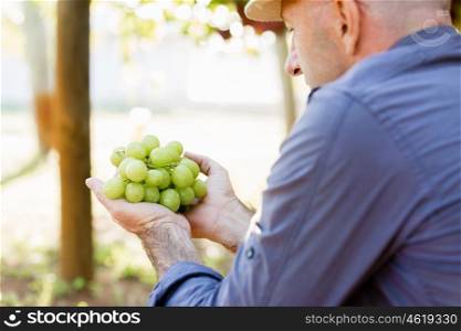 Man holding grapes in the vineyard. Male hands holding grapes in the vineyard