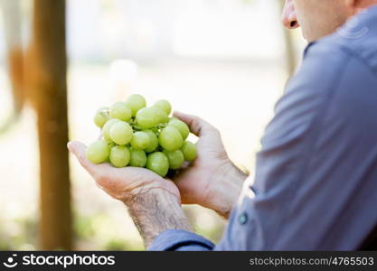 Man holding grapes in the vineyard. Male hands holding grapes in the vineyard