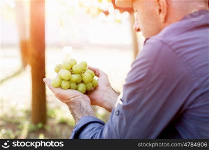 Man holding grapes in the vineyard. Male hands holding grapes in the vineyard