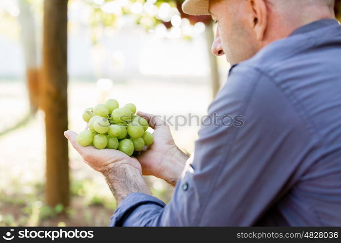 Man holding grapes in the vineyard. Male hands holding grapes in the vineyard