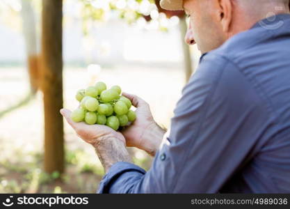 Man holding grapes in the vineyard. Male hands holding grapes in the vineyard