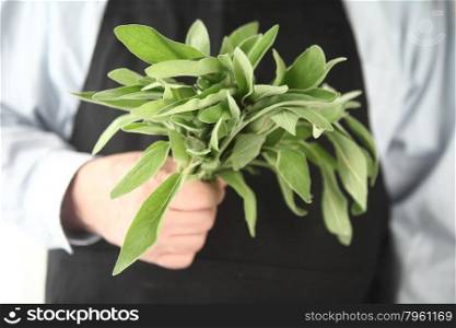 man in apron holds a bunch of fresh green sage leaves